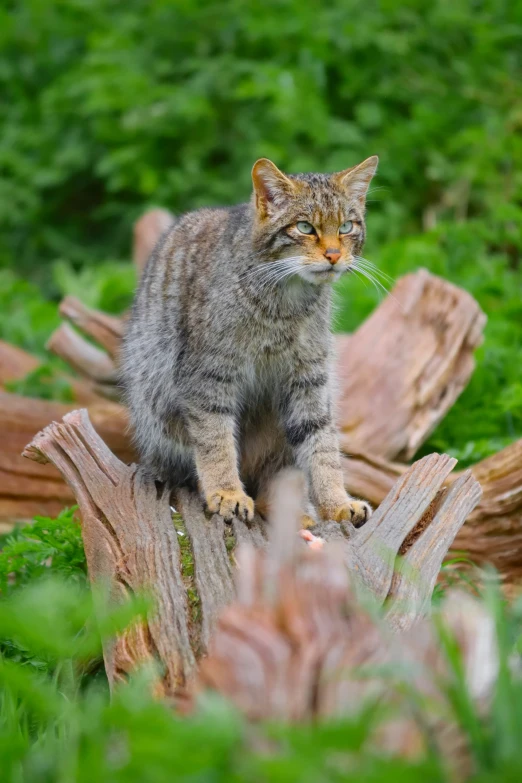 a cat standing on top of a tree trunk in a forest