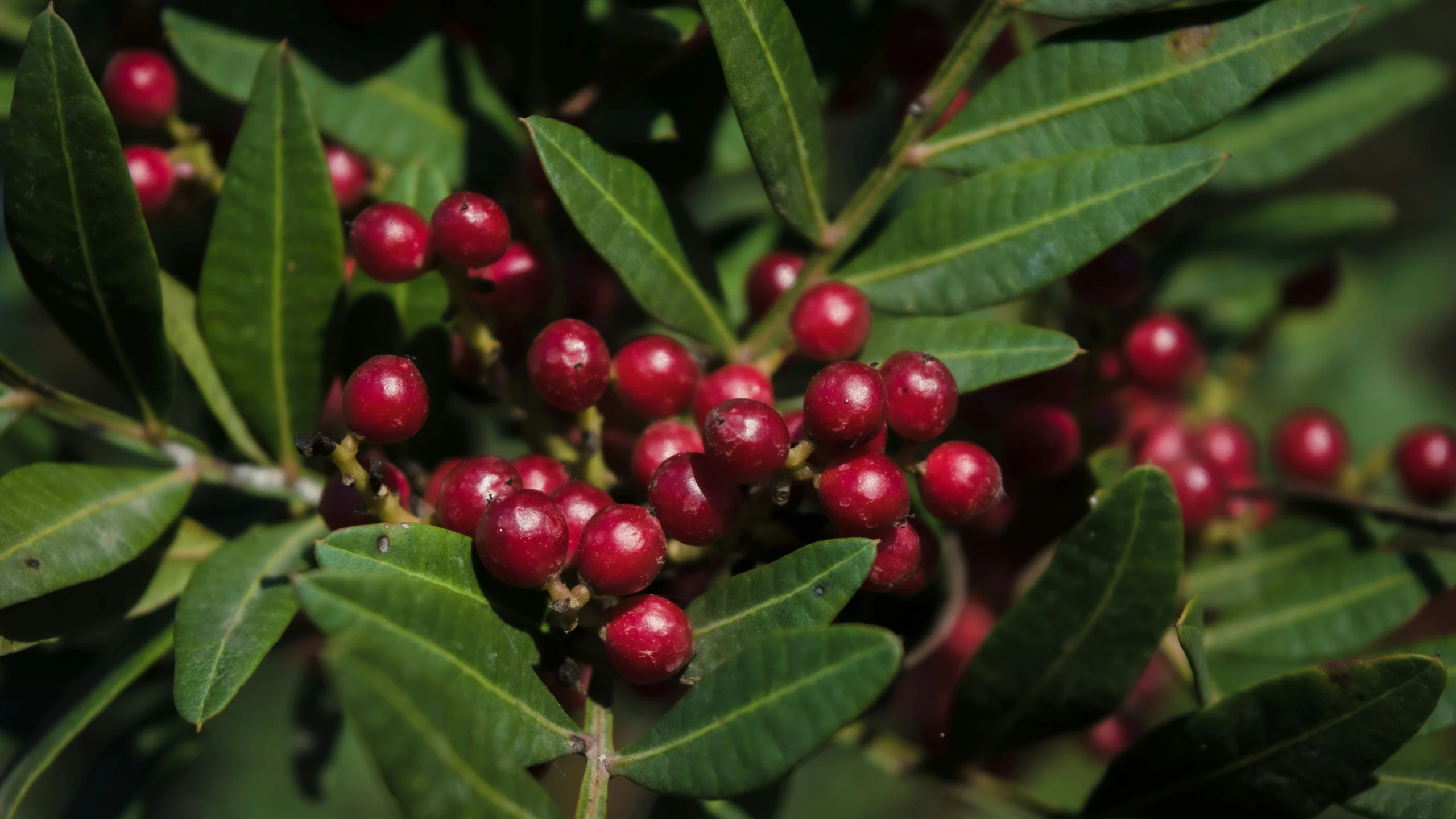 a bush filled with leaves and berries covered in drops of dew