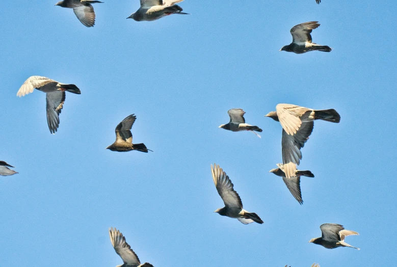 an arrangement of birds flying in the air