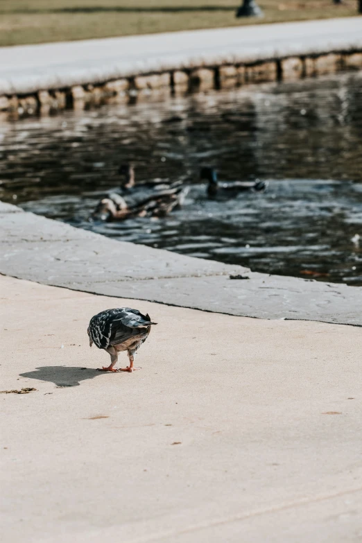 a bird standing by a body of water