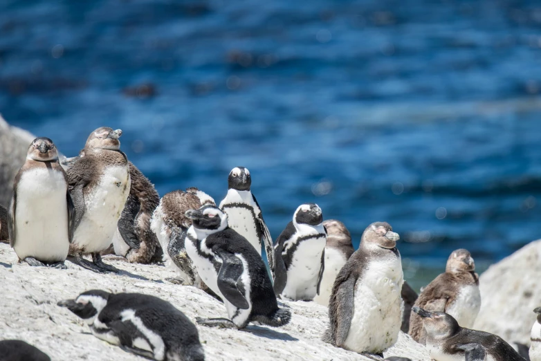 penguins are standing in a row with one laying down