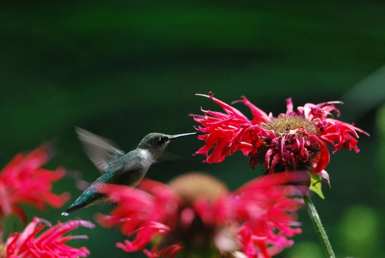 a hummingbird flying towards a red flower with a green background