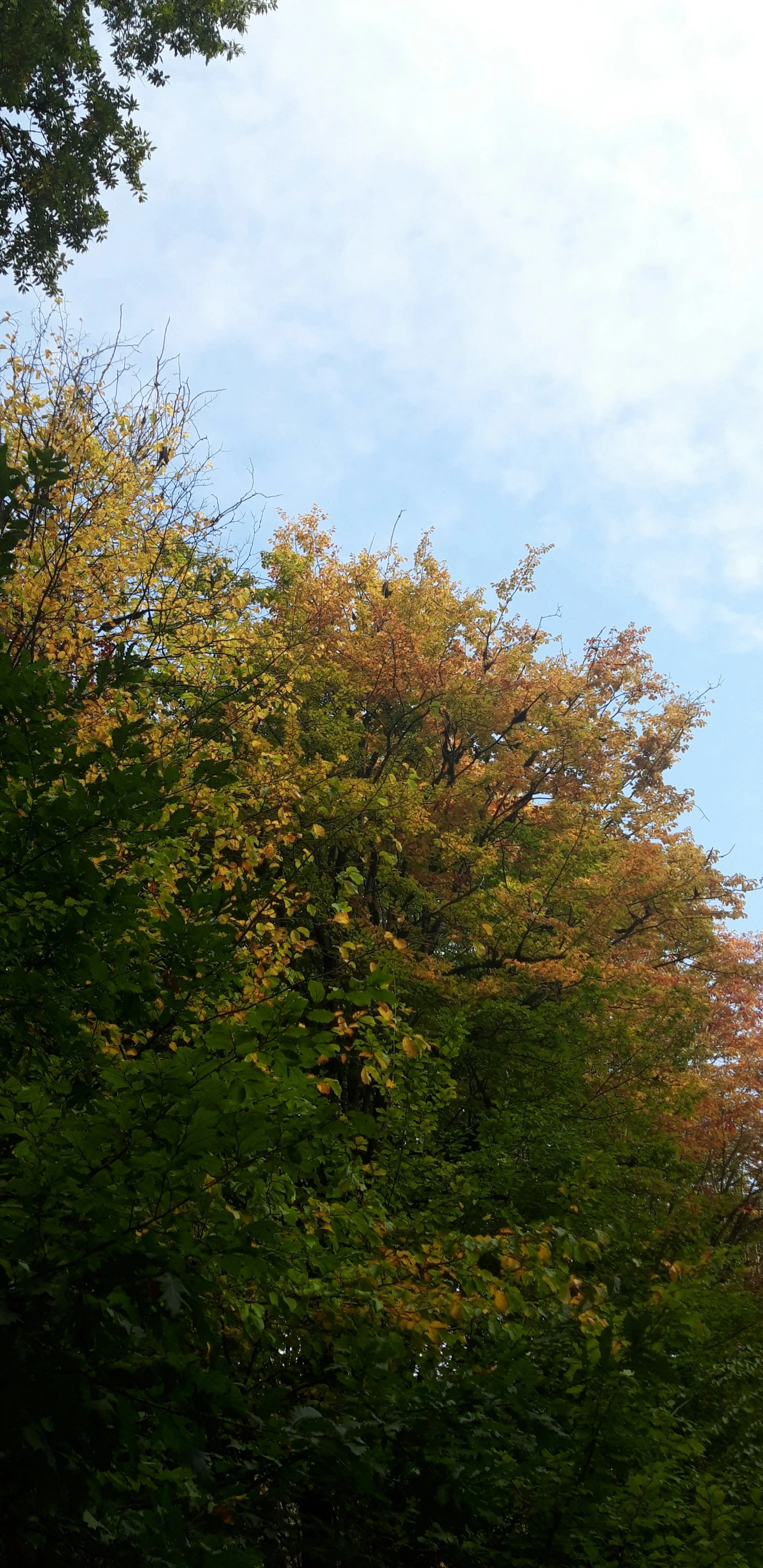 a green field filled with trees and a traffic light