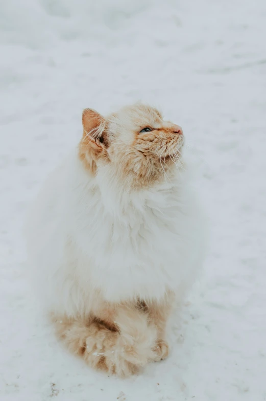 a small cat sitting in the snow outside