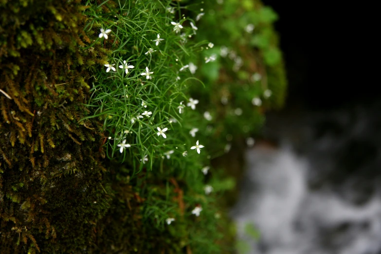 white flowers on the top of some green moss