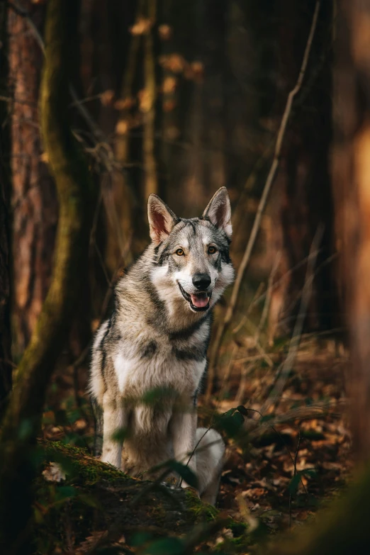 a gray wolf with its eyes open in the woods