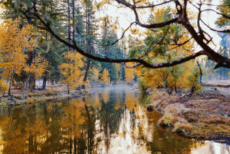 a small river near a wooded area with yellow trees