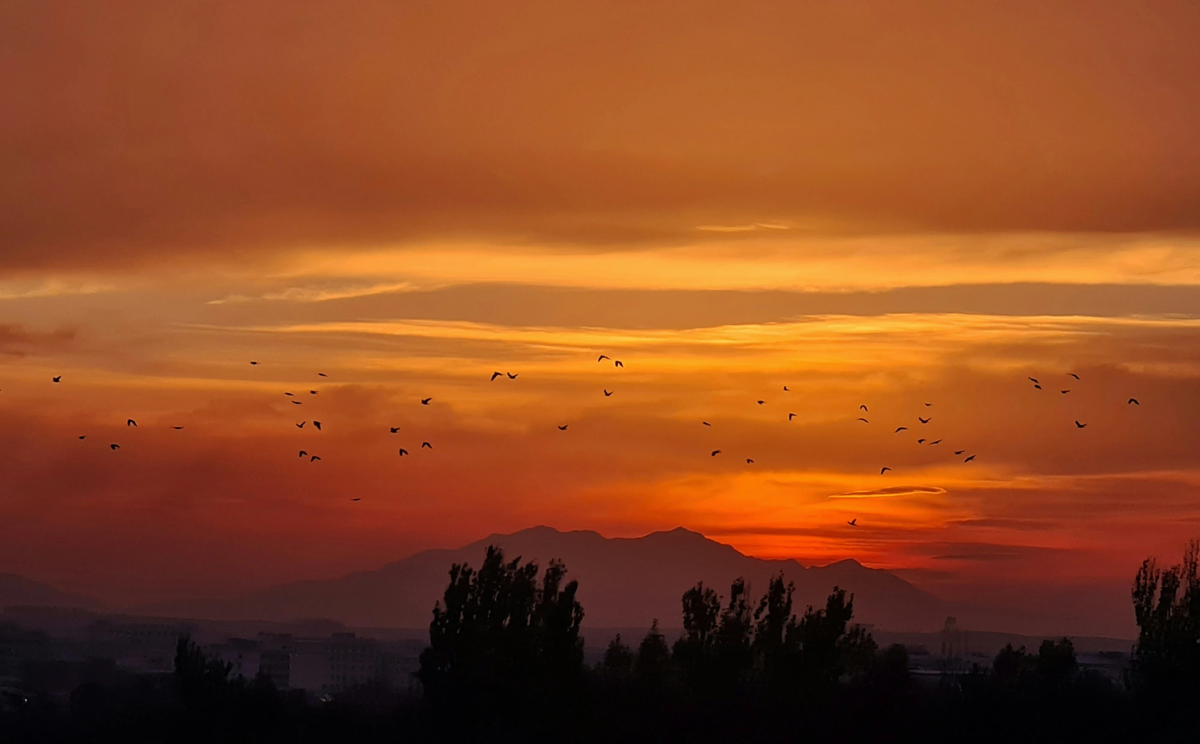 many birds are flying in the sky above trees