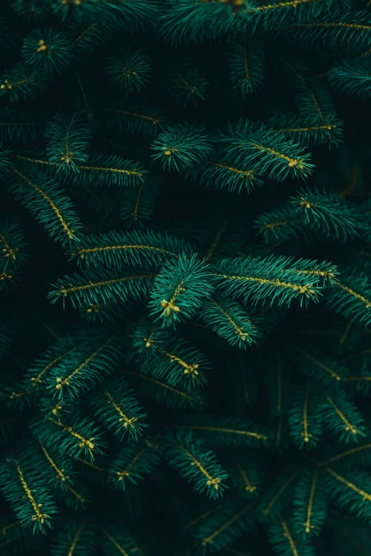 the top of a pine tree showing pine needles