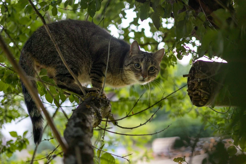 a cat that is perched on top of a tree