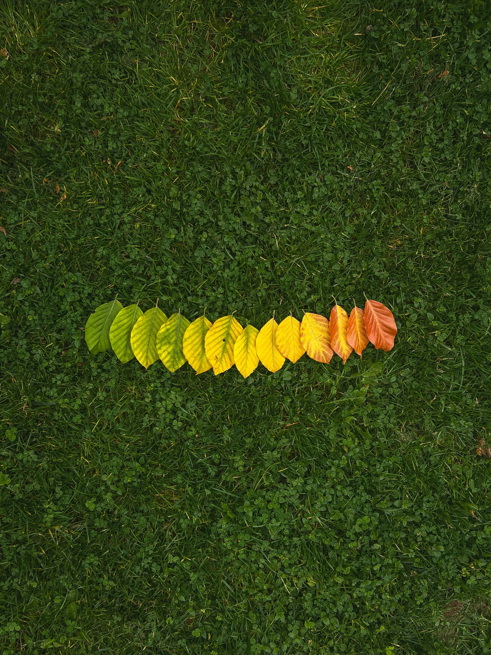 a yellow red green and yellow leaf arranged in a long line