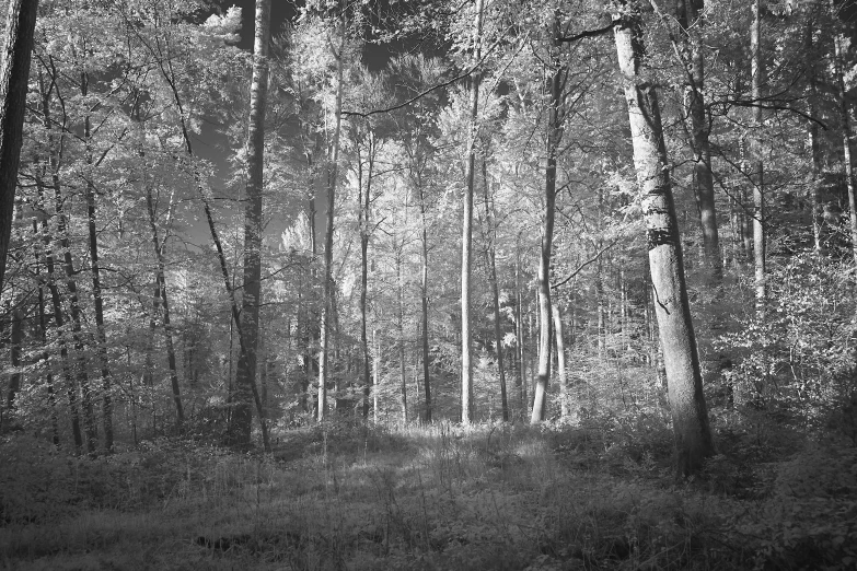 a couple of trees in a forest at night