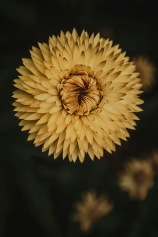 the flower has a very yellow center with many petals