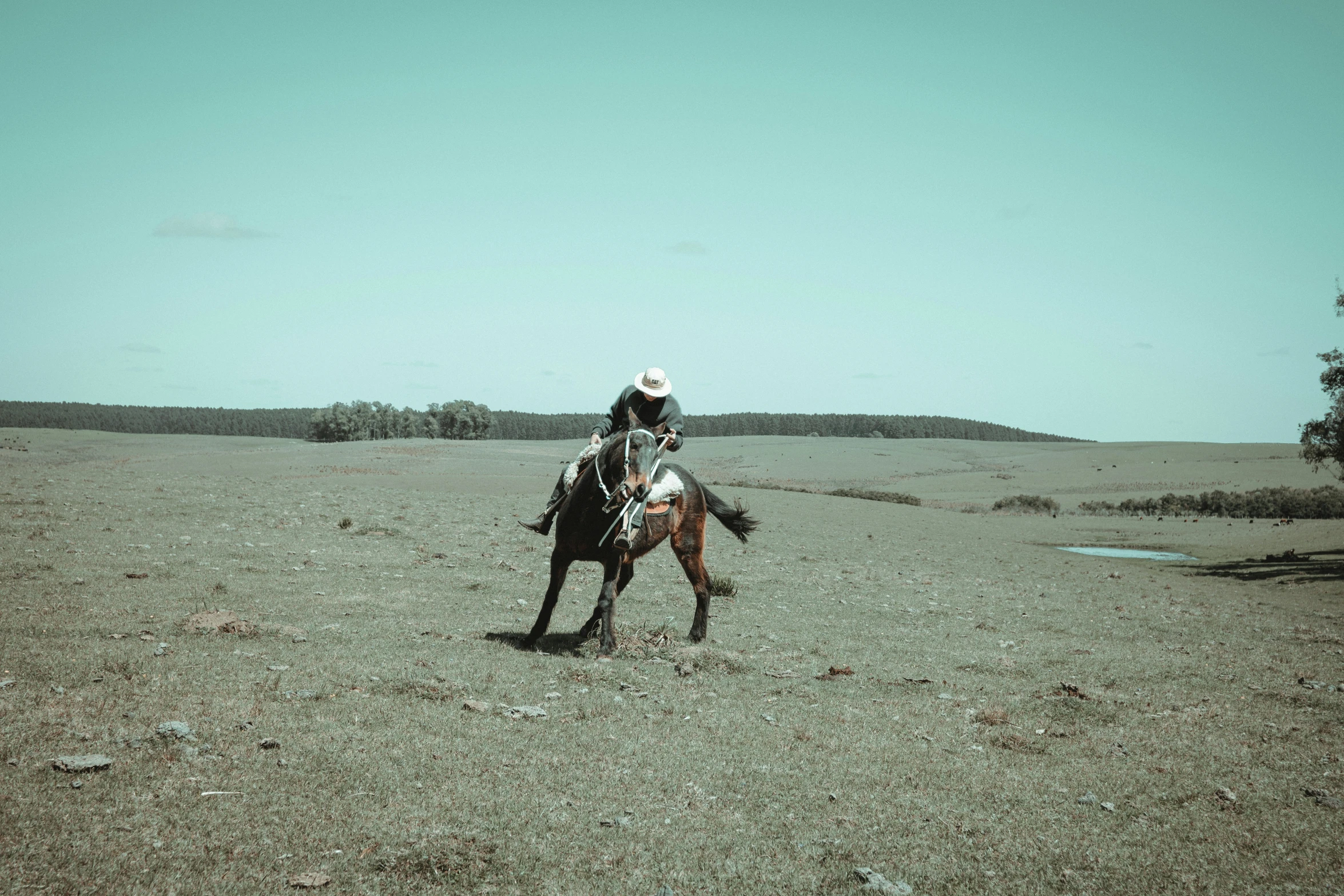 man on horseback in desert area, with trees and bushes