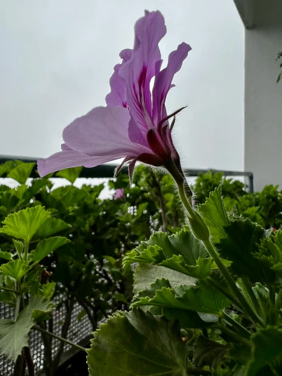 a purple flower is sitting on top of green leaves