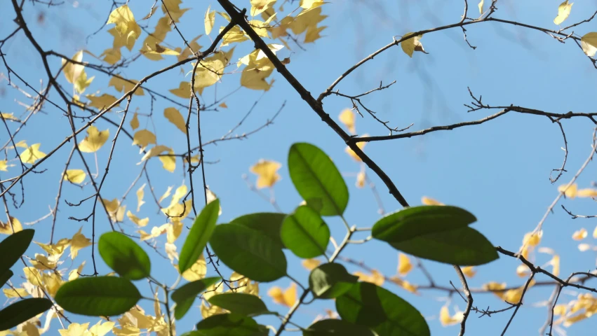 the leaves on the nches of a tree are still green