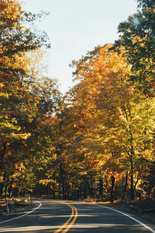 a street in the forest with lots of trees lining the road