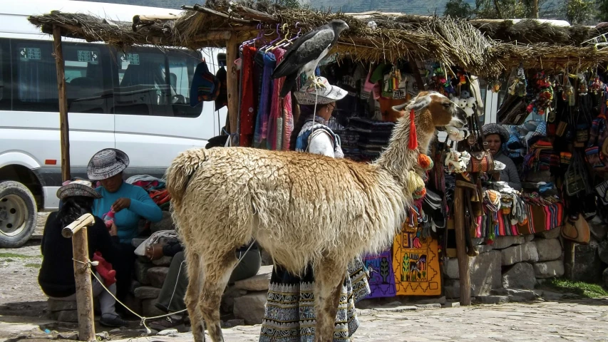 an animal standing on the road in front of vendors