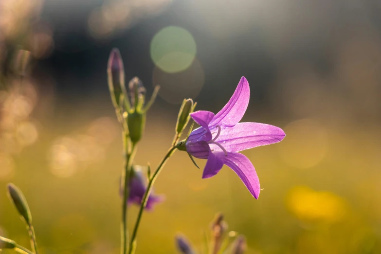 some purple flowers are standing in the grass