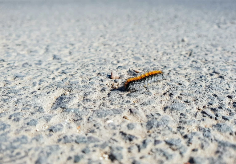 a very tiny orange bug that is laying on some sand