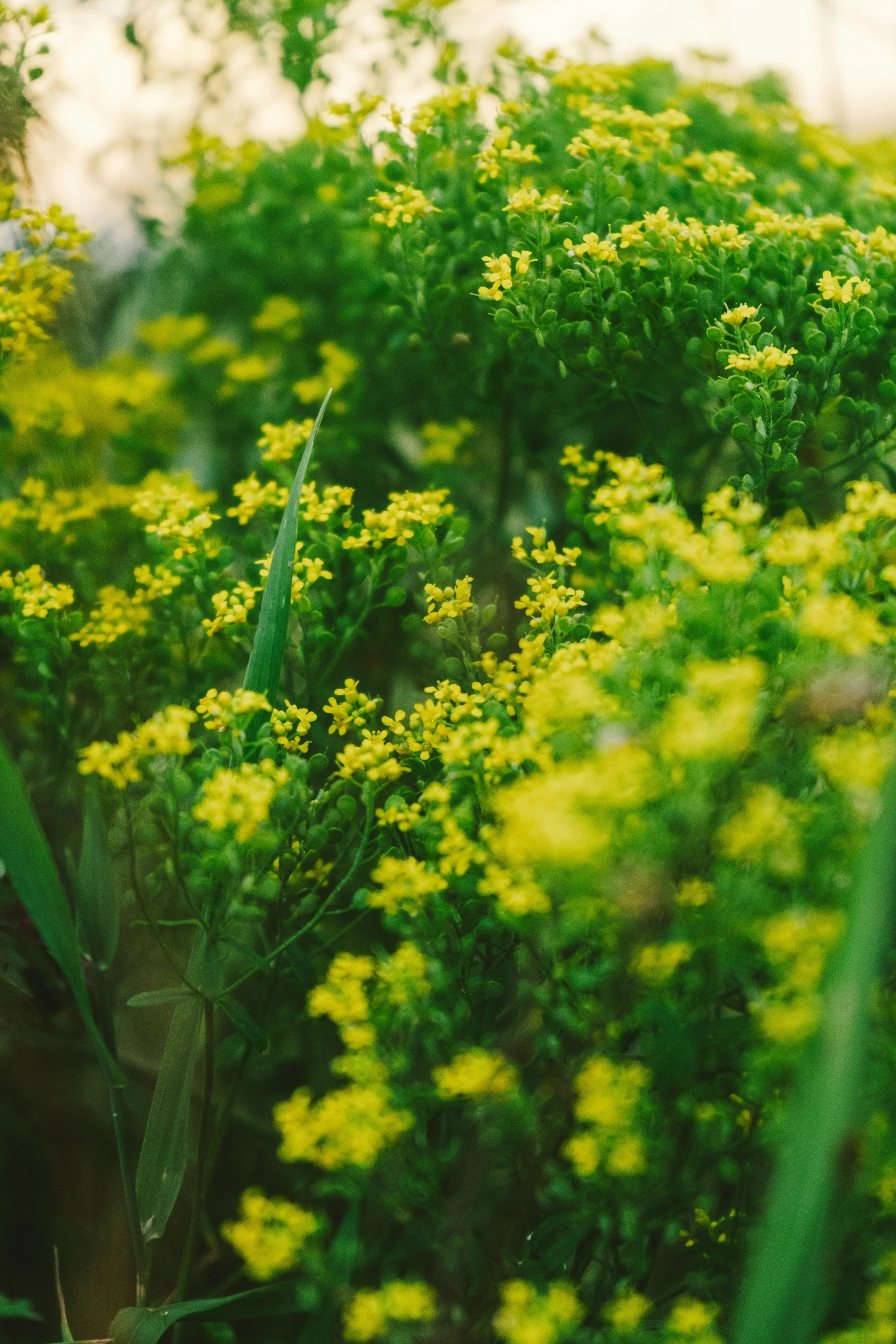 some yellow and green vegetation that is in the wild