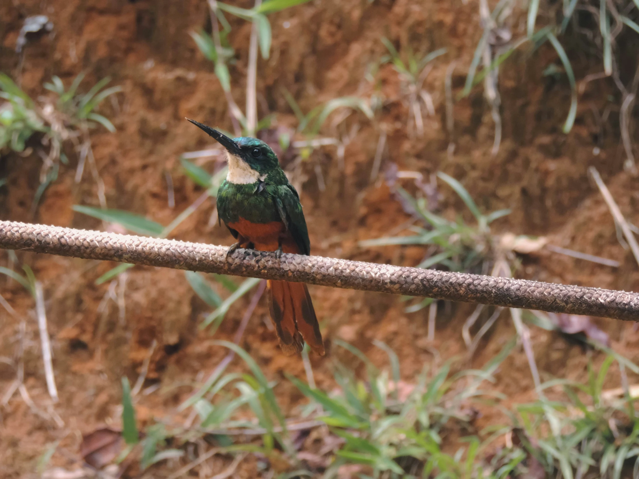 a bird perched on top of a wooden stick