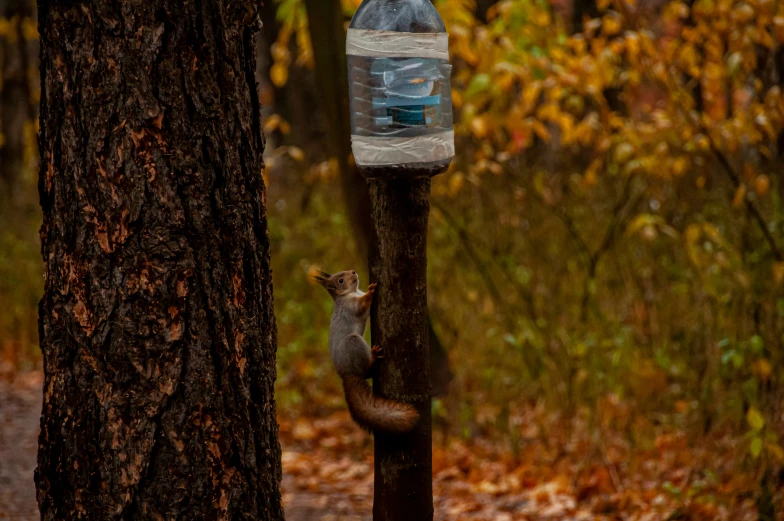 a squirrel is standing on a tree with a water bottle on it