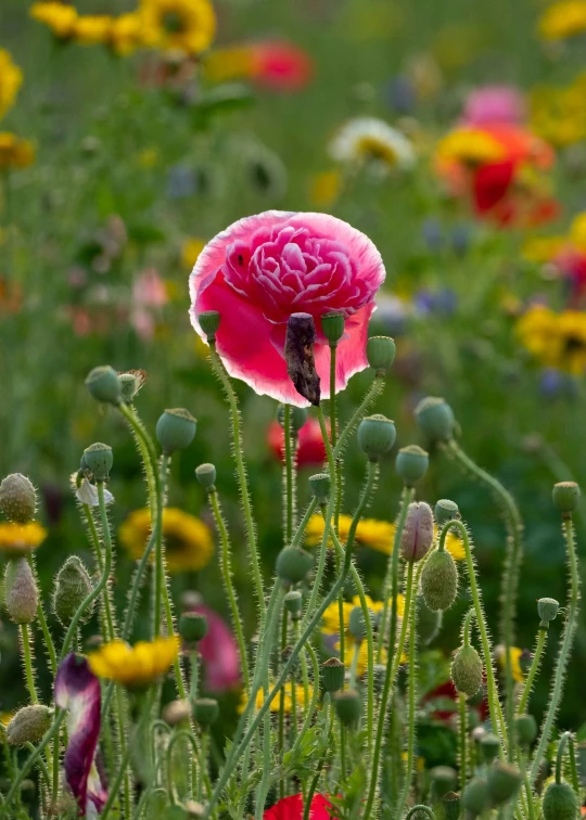 a pink flower with a bee in it among colorful flowers