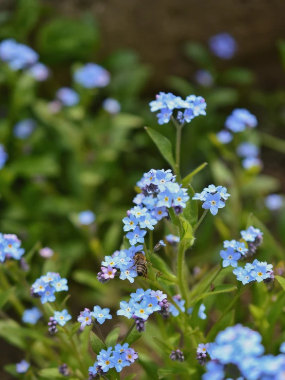 blue flowers in the foreground and some green leaves