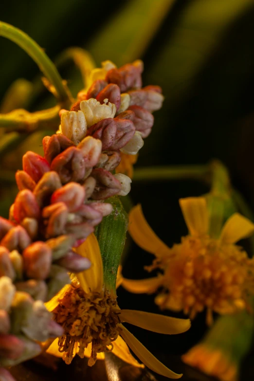 a close up image of some wild flowers