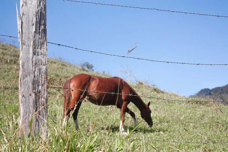 a horse eating grass behind a barbed wire fence