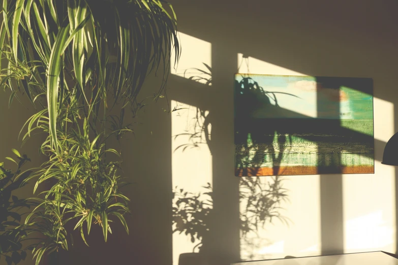 a palm tree casting the shadow on the wall next to it