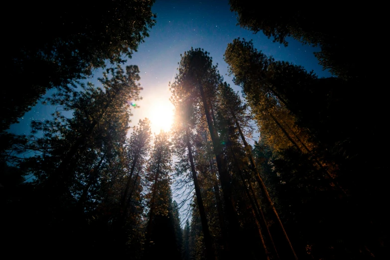 the view looking up at the sun through the trees