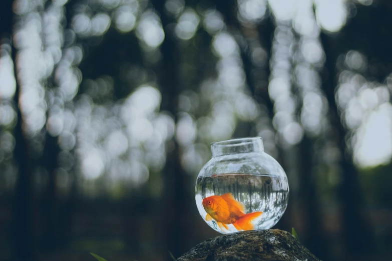 a goldfish in an aquarium on top of a rock