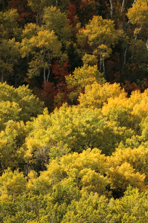 a forest filled with lots of trees covered in yellow and orange leaves