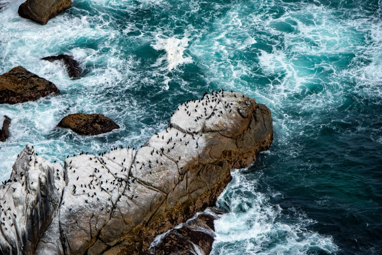 waves and seagulls gather on a rock next to the shore