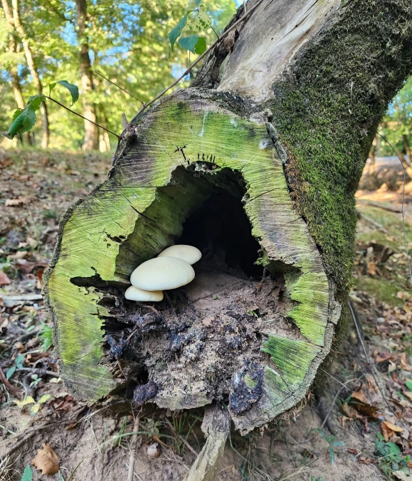 a white mushroom growing out of a tree