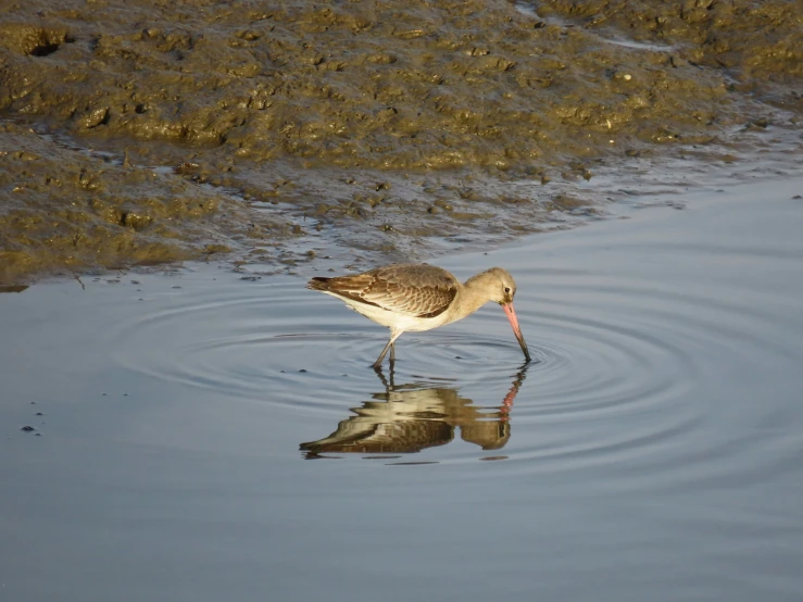 the bird is drinking water from the surface