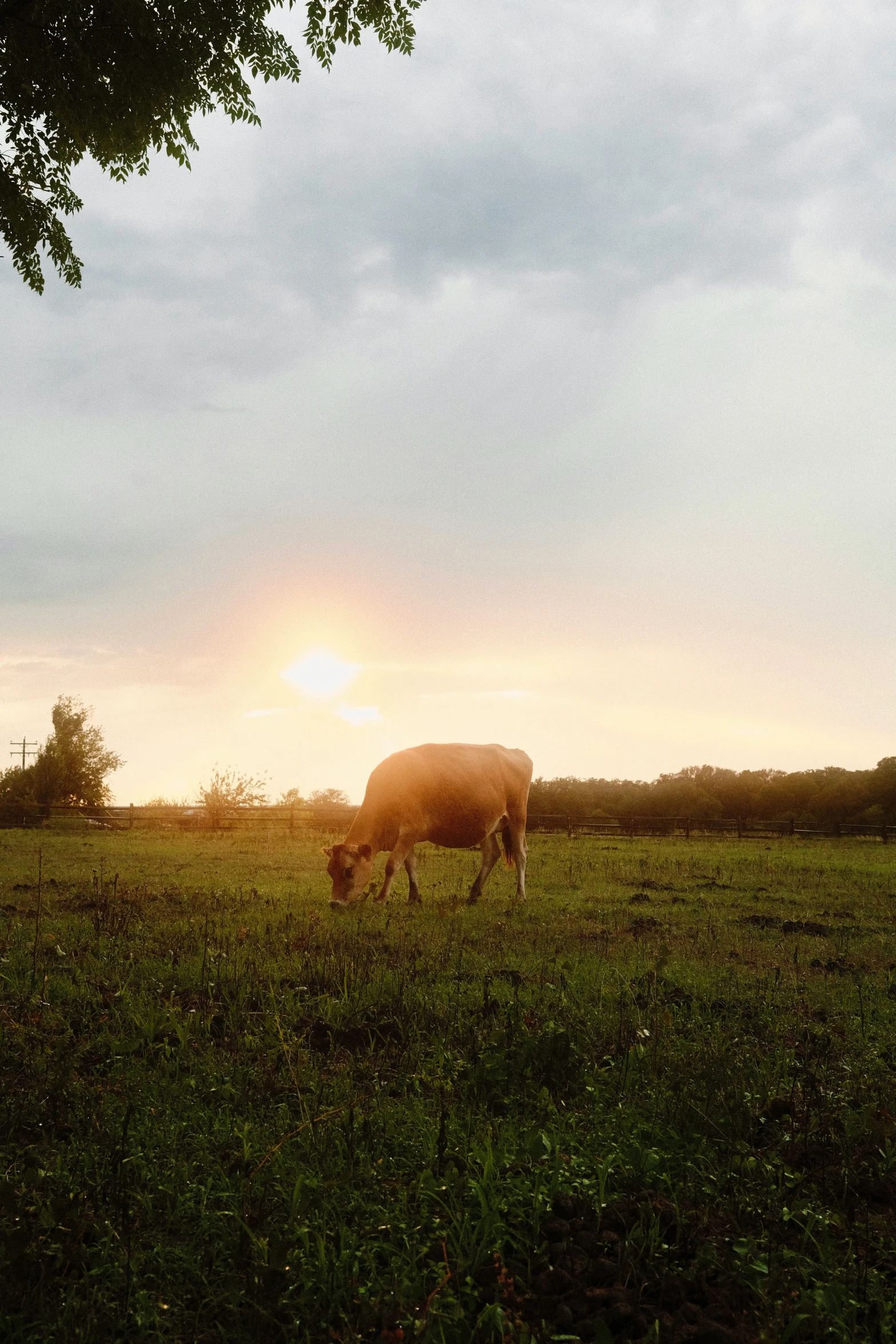 a single cow grazing on a lush green field