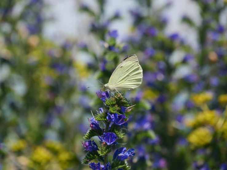 a close up of a erfly on a purple plant with yellow flowers