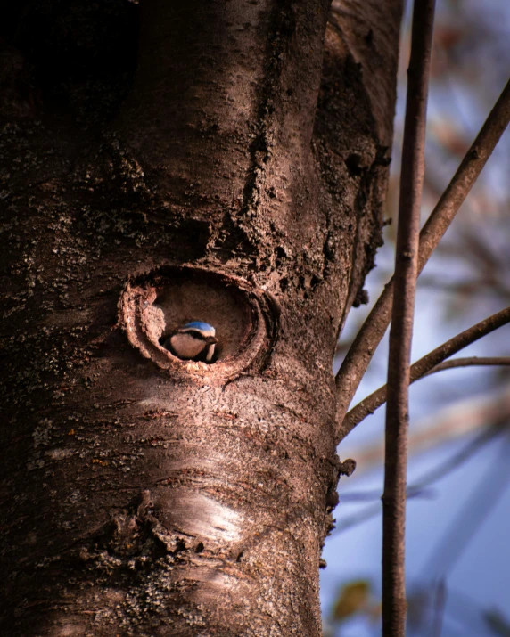 tree trunk with the hole open in a park