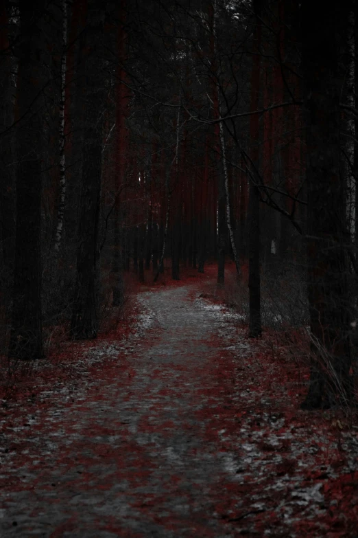 an eerie path through a dark and scary forest