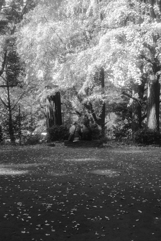 two people in park sitting on bench under trees