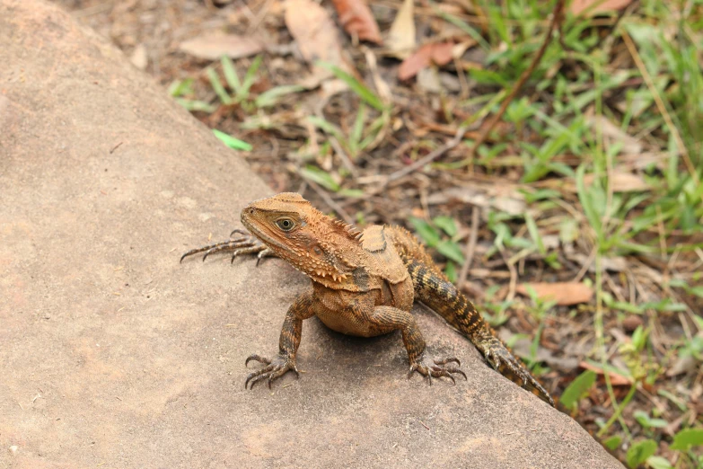 the lizard is on the edge of the cement