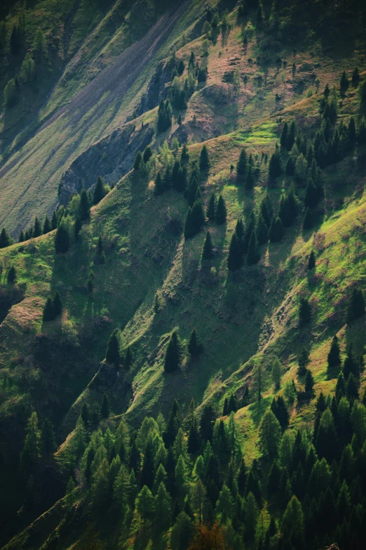 a lush green mountain hillside with lots of trees