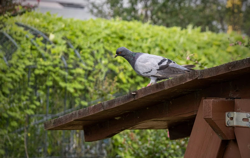 the grey pigeon perched on top of a wooden roof