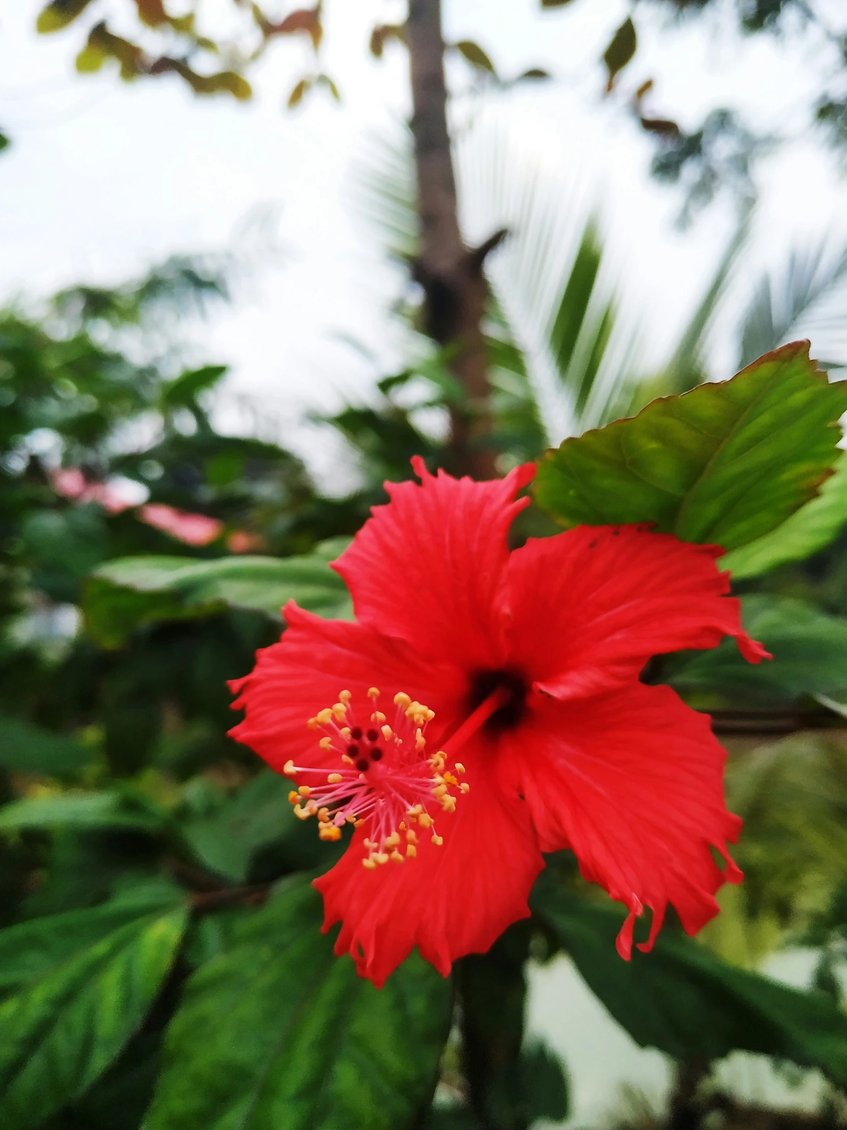 a closeup of a red flower with lots of green foliage around it