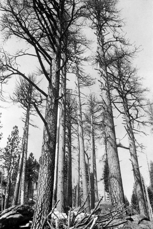 trees growing on the ground in the forest