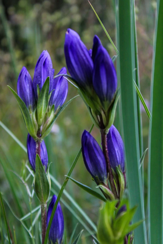some purple flowers growing in tall green grass