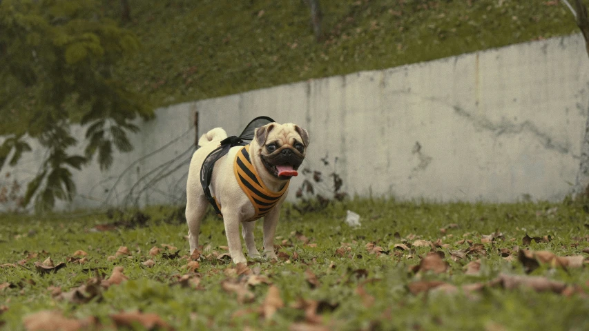 a dog standing in a park covered with leaves